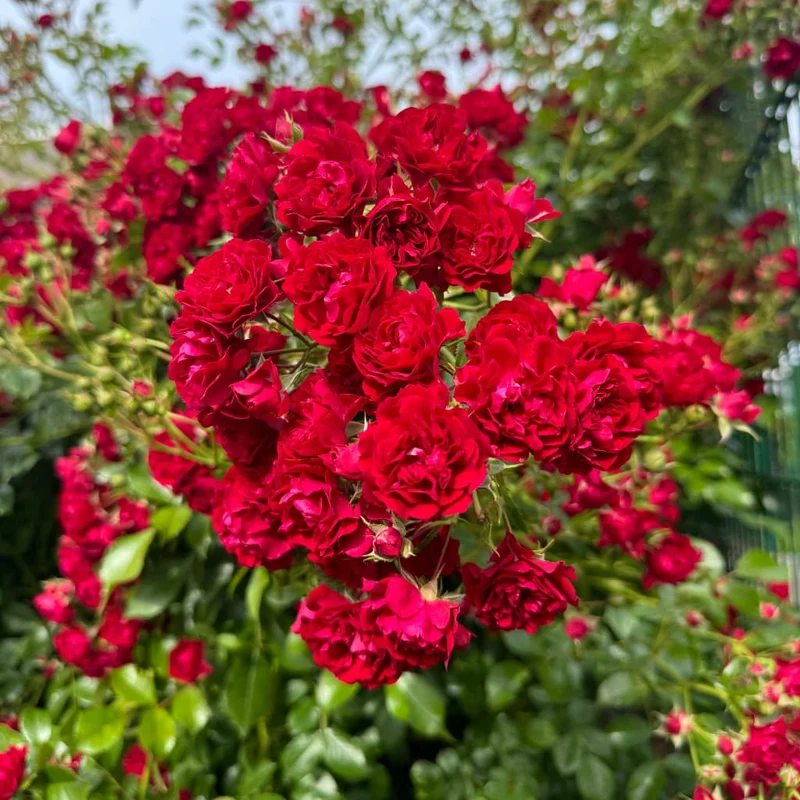 Ramblerrose 'Crimson Siluetta'® Karminrot