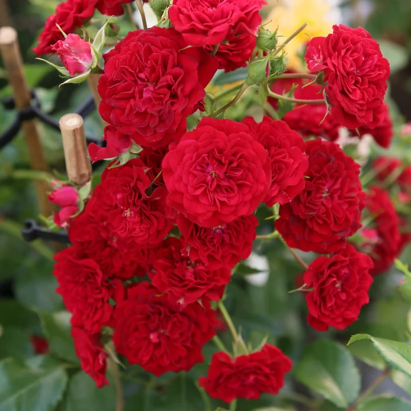 Ramblerrose 'Crimson Siluetta'® Karminrot
