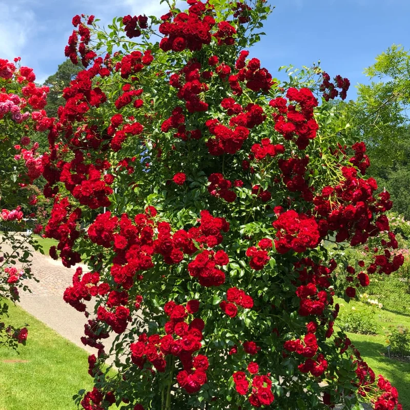Ramblerrose 'Crimson Siluetta'® Karminrot