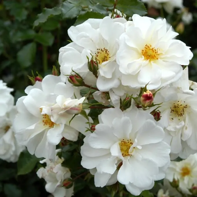 Bodendeckerrose 'Diamant'® Reinweiß
