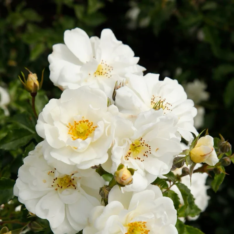 Bodendeckerrose 'Diamant'® Reinweiß