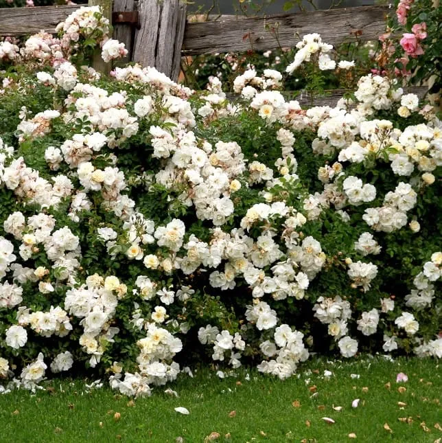 Bodendeckerrose 'Diamant'® Reinweiß