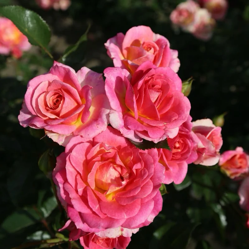 Strauchrose 'Dekora'® Cremegelb-Rosa