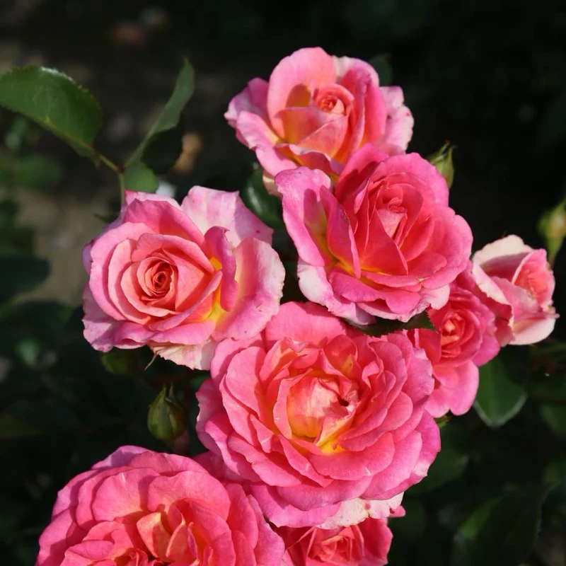 Strauchrose 'Dekora'® Cremegelb-Rosa