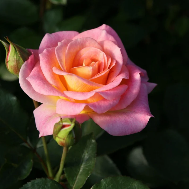 Strauchrose 'Dekora'® Cremegelb-Rosa