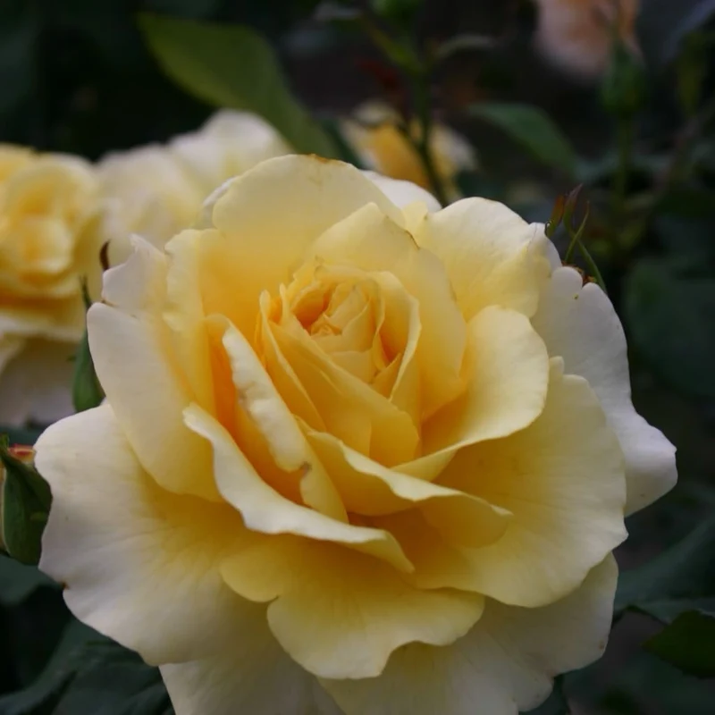 Edelrose 'Sunny Sky'® Honiggelb