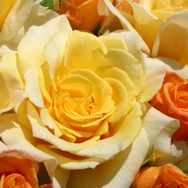 Edelrose 'Sunny Sky'® Honiggelb