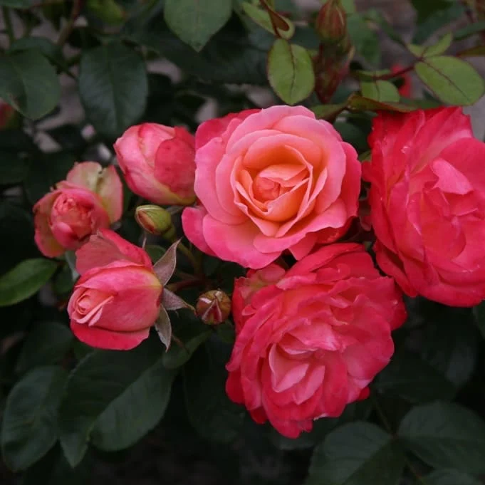 Beetrose 'Enjoy'® Apricot-Rot