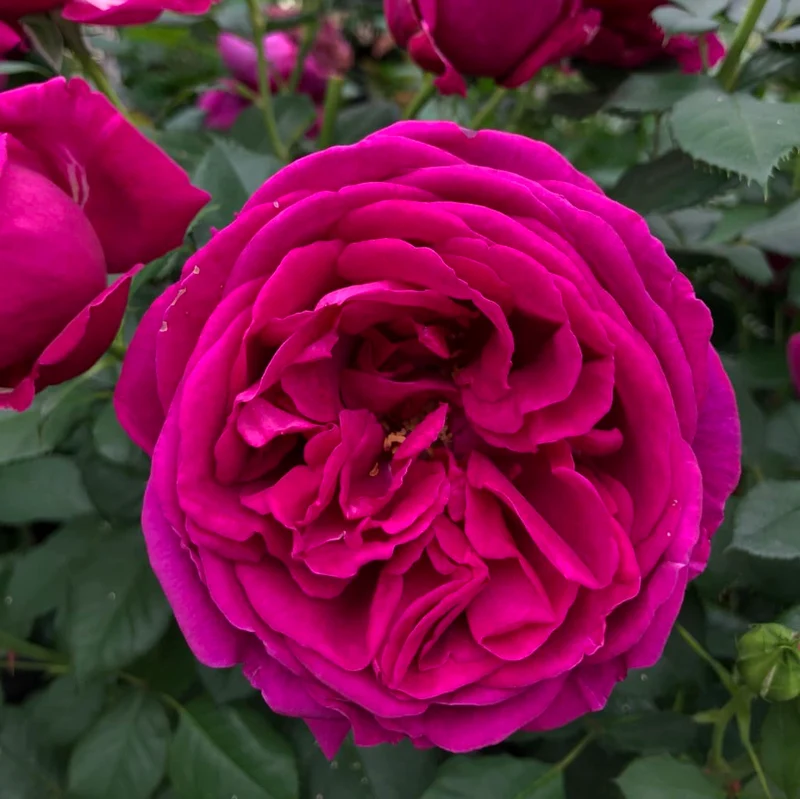Beetrose 'Für Elise' Violett