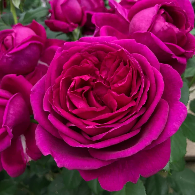 Beetrose 'Für Elise' Violett