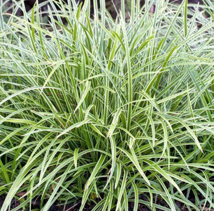 Segge (Carex morrowii Ice Dance)