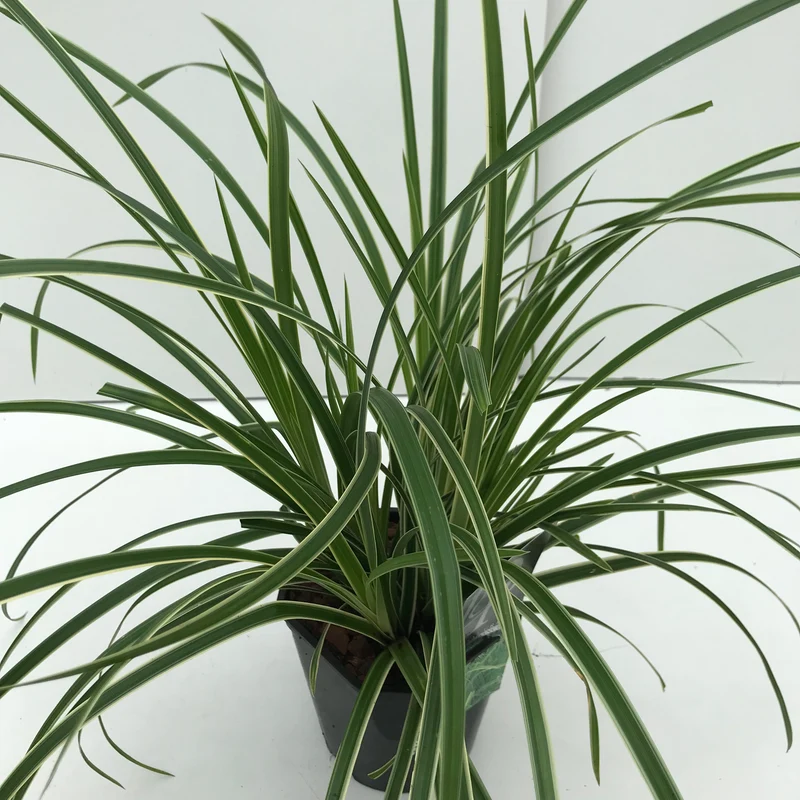Segge (Carex morrowii Ice Dance)