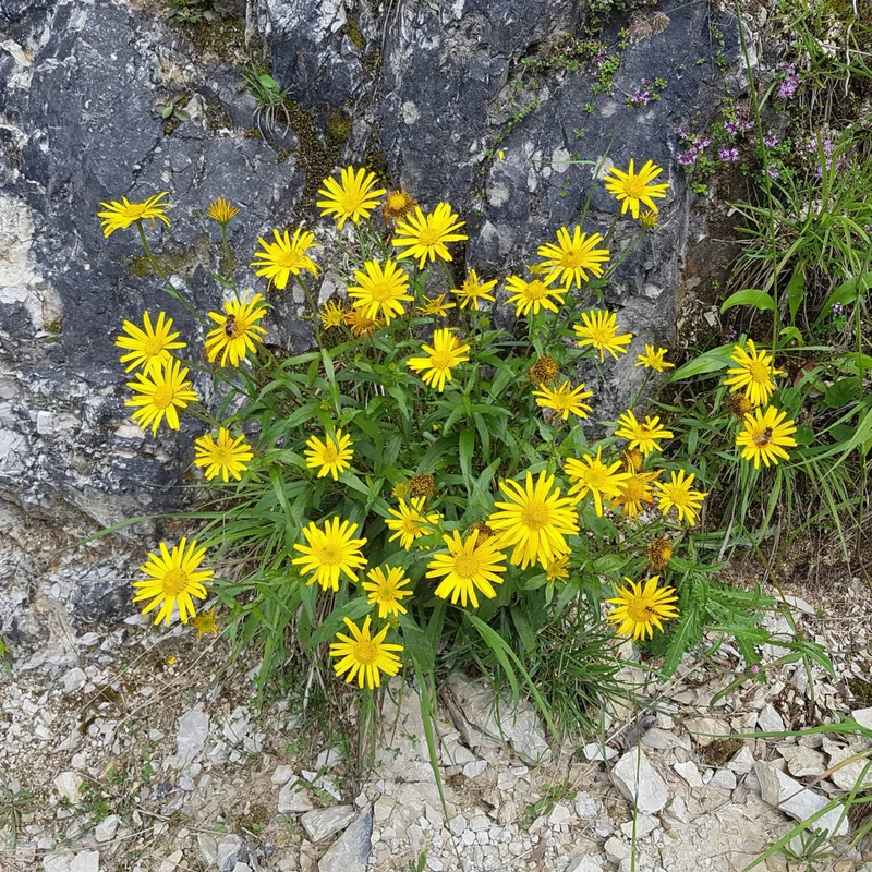Bio-Ochsenauge Wildblume