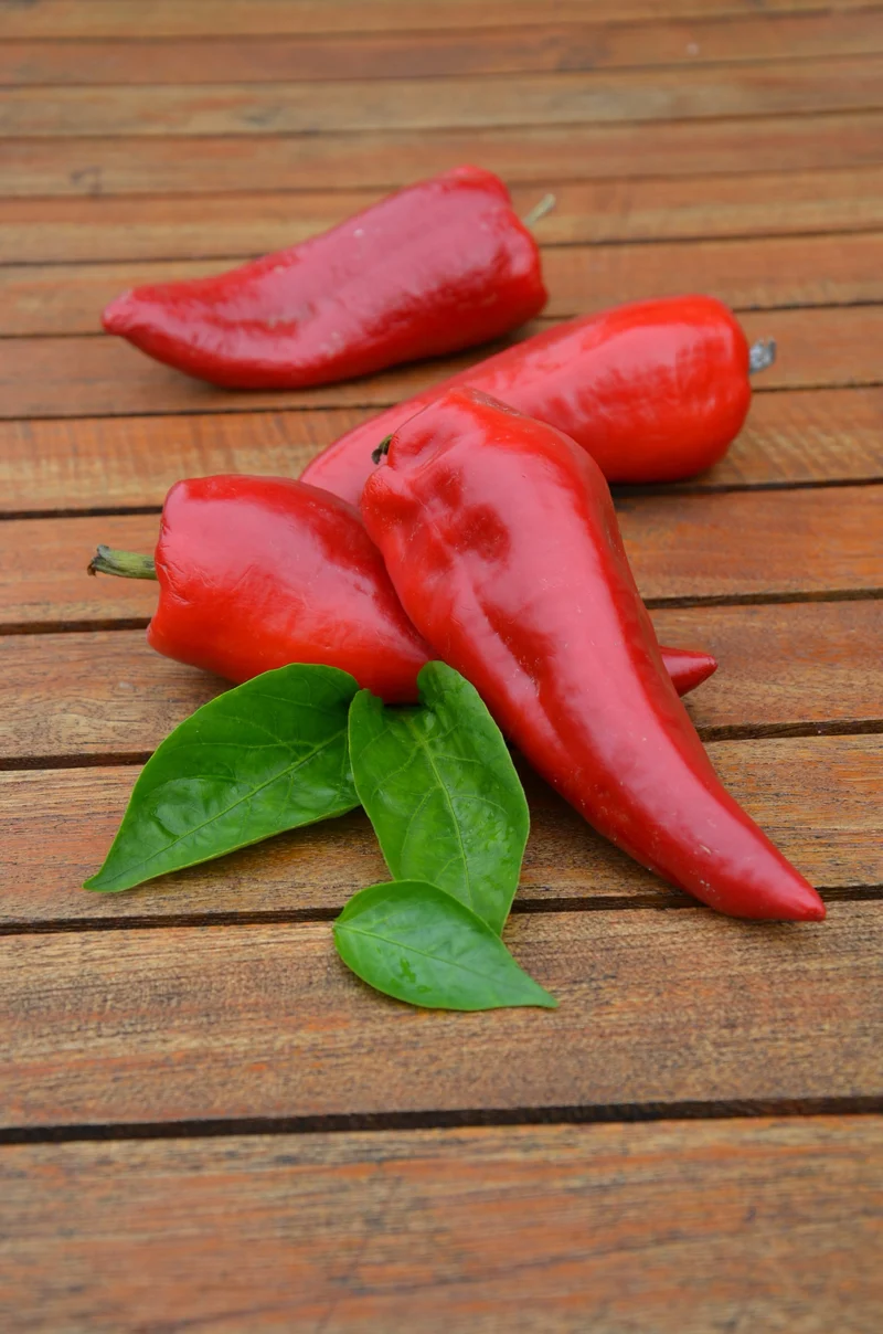 Bio-Paprika 'Roter Augsburger'