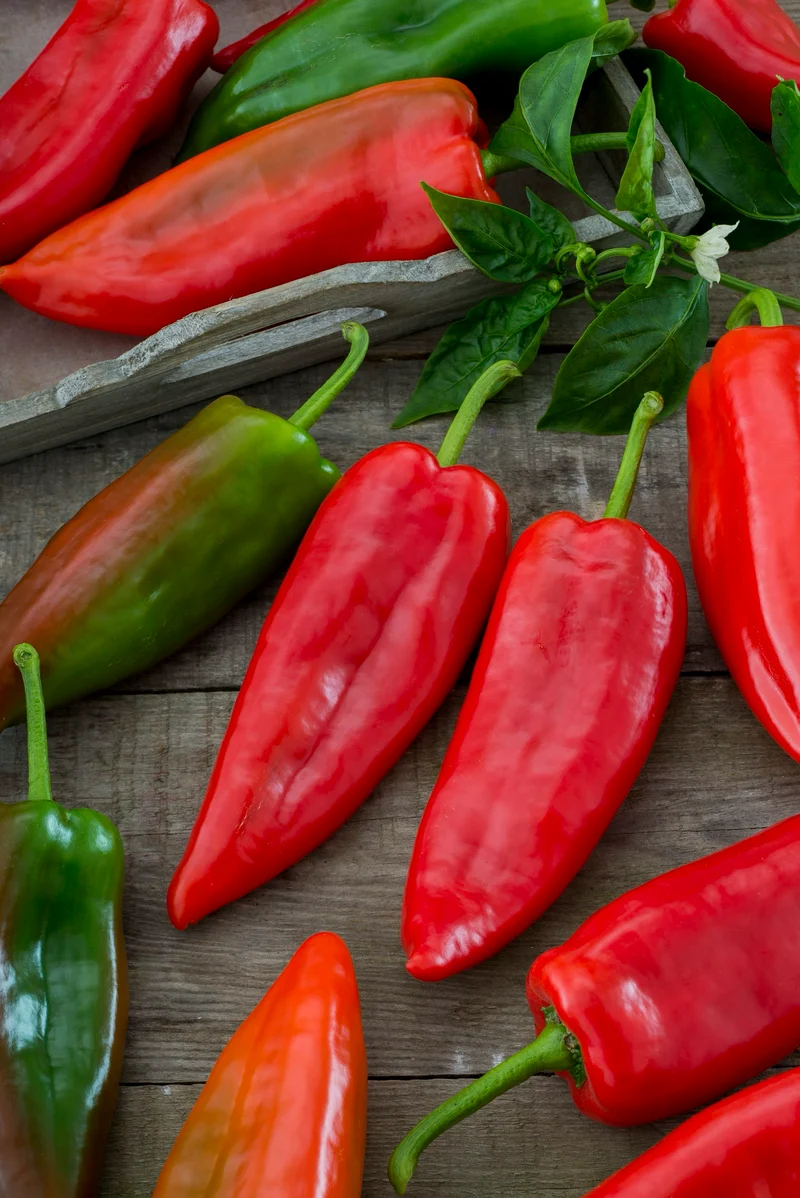 Bio-Scharfer Paprika 'Leutschauer Schotenpfeffer'