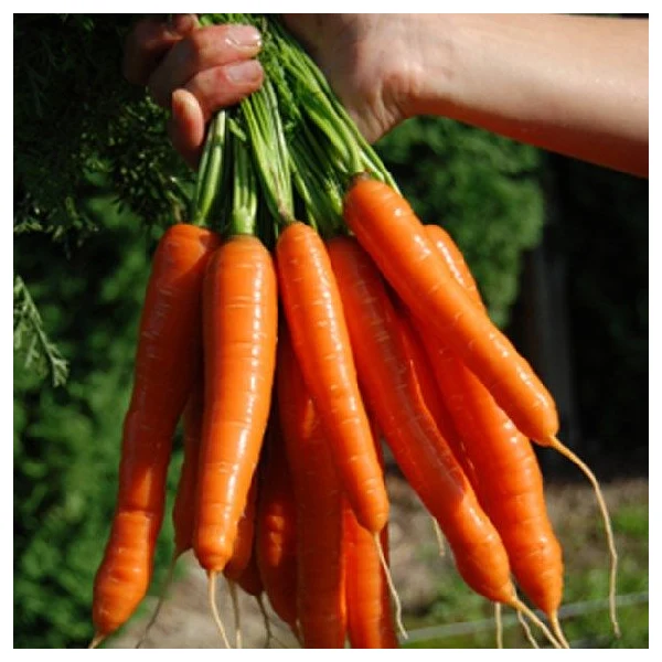 Bolero Carrot Seeds – Premium Hybrid, Sweet & Crisp - High-Yield & Disease-Resistant