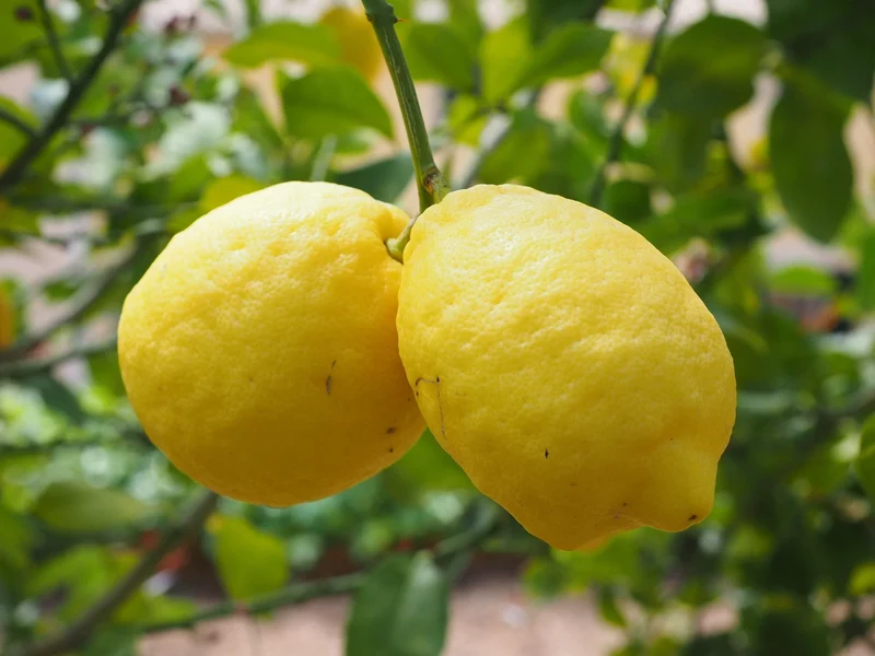 Verna Lemon Seeds for Planting – Grow Flavorful Citrus Trees at Home