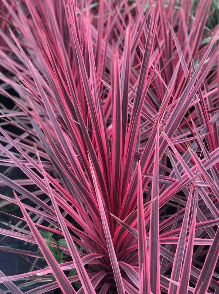 Cordyline (Cordyline australis Charlie Boy)