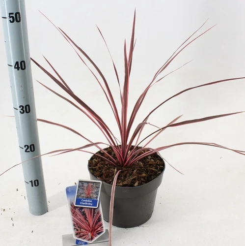 Cordyline (Cordyline australis Charlie Boy)