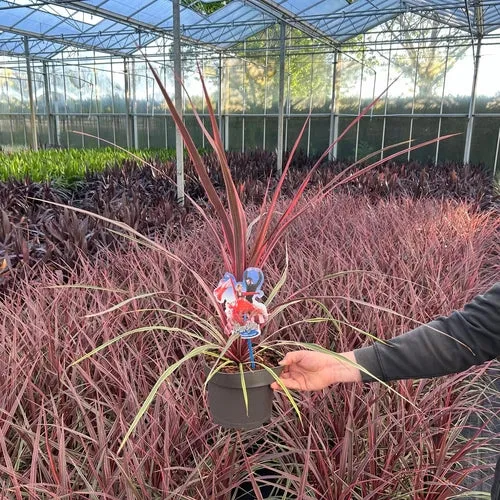 Cordyline (Cordyline australis Can Can)