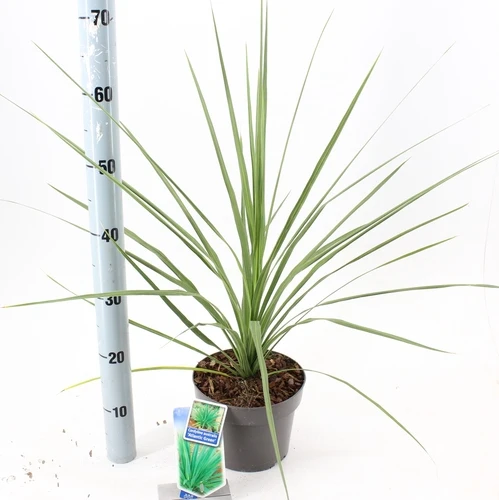 Cordyline (Cordyline australis 'Atlantic Green')