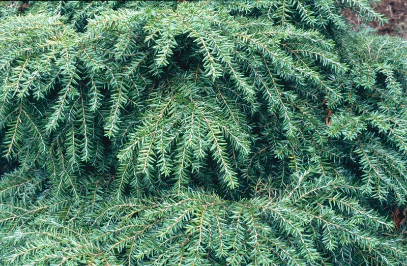 Tsuga (Tsuga can. 'Jeddeloh')