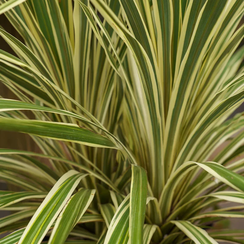 Cordyline (Cordyline australis 'Torbay Dazzler')