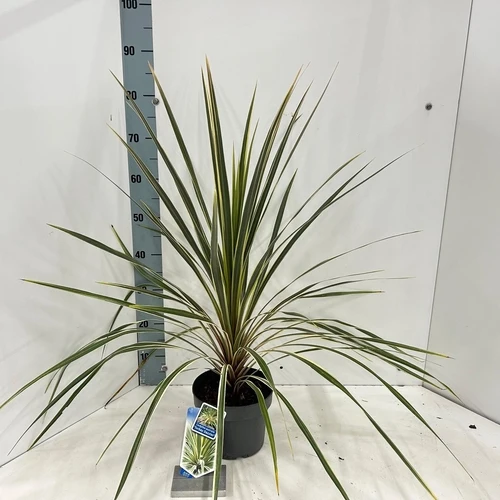 Cordyline (Cordyline australis 'Torbay Dazzler')