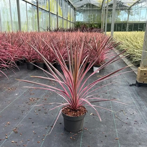 Cordyline (Cordyline australis 'Pink Southern Splendour')