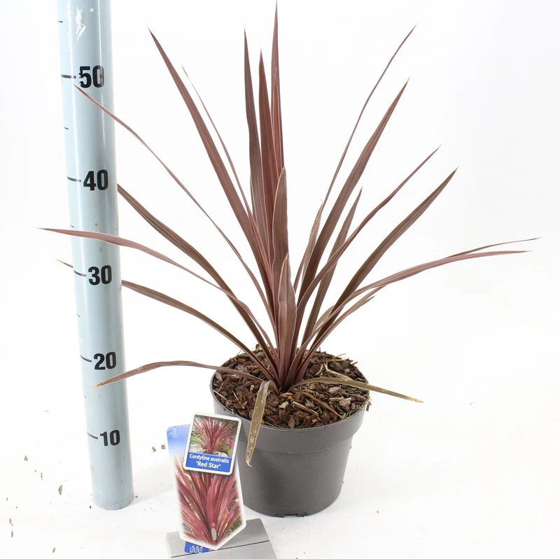 Cordyline (Cordyline australis 'Red Star')