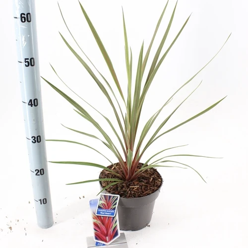 Cordyline (Cordyline australis 'Red Heart')