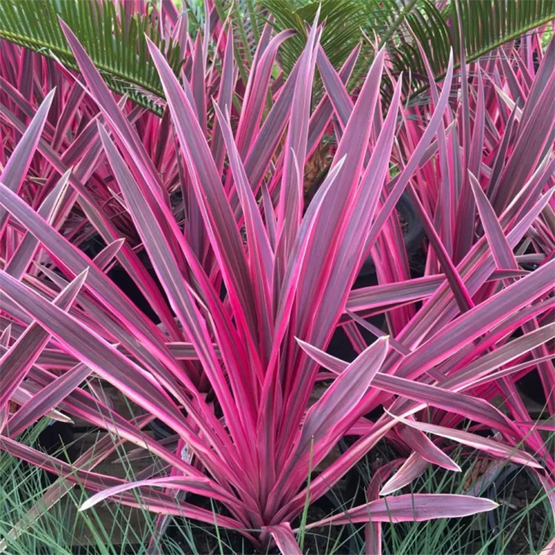 Cordyline (Cordyline australis Pink Passion)