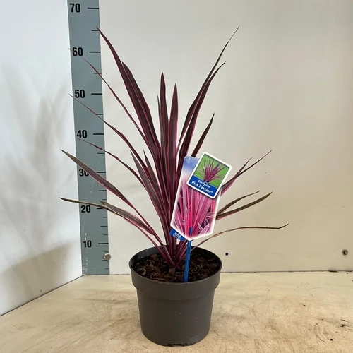 Cordyline (Cordyline australis Pink Passion)