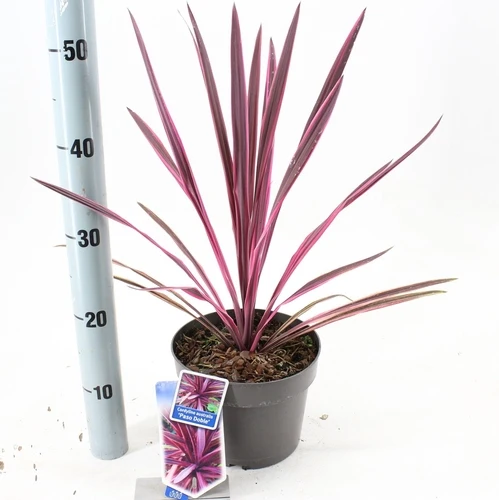 Cordyline (Cordyline australis 'Paso Doble' )