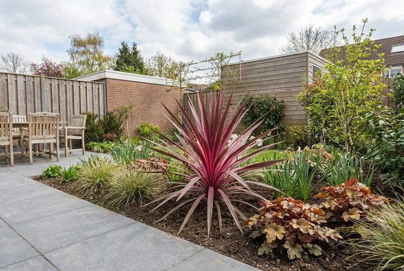 Cordyline (Cordyline australis 'Paso Doble' )