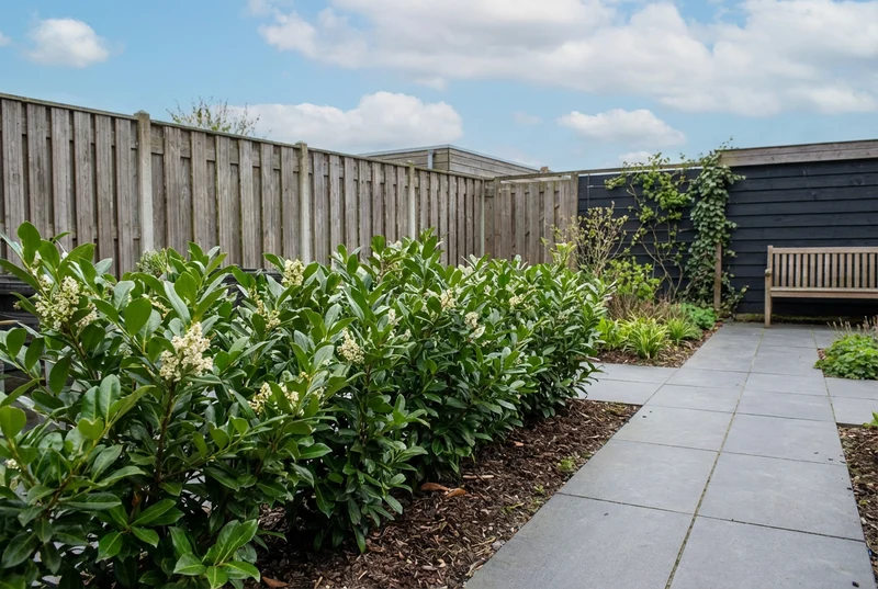 Liguster (Ligustrum jap. 'Texanum')