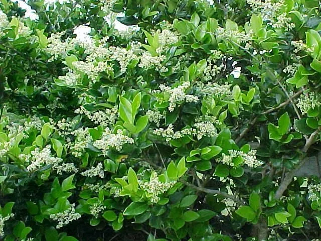 Liguster (Ligustrum jap. 'Texanum')