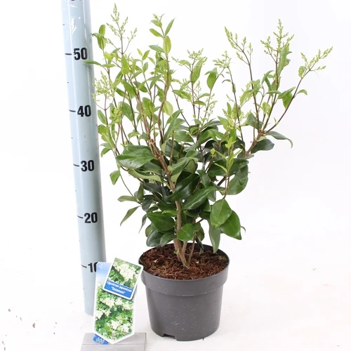 Liguster (Ligustrum jap. 'Texanum')