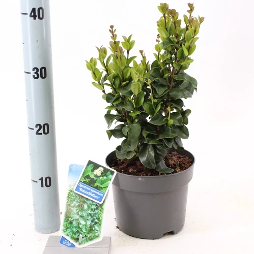 Liguster (Ligustrum jap. 'Rotundifolium')