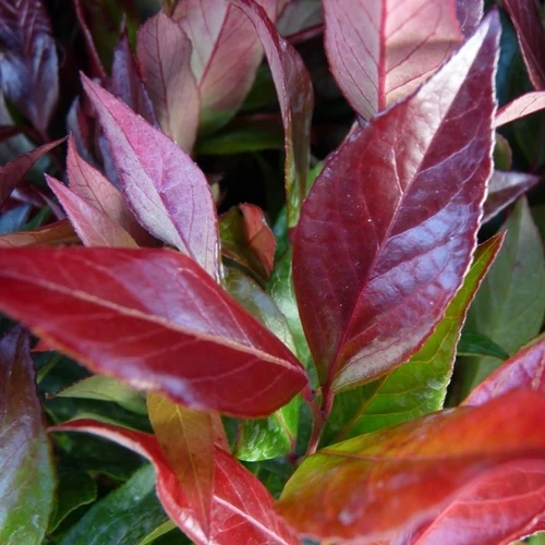 Traubenheide (Leucothoe 'Zeblid')