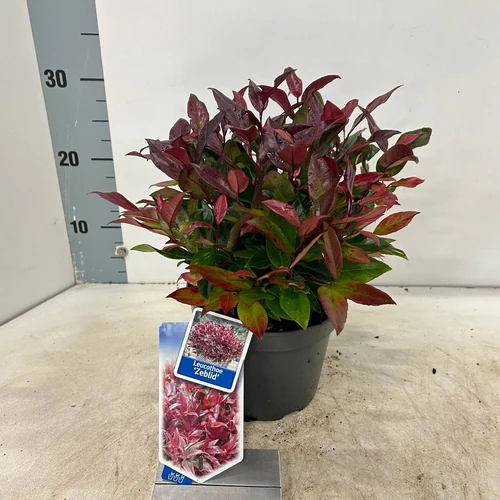 Traubenheide (Leucothoe 'Zeblid')