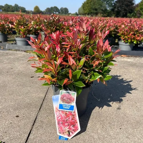 Traubenheide (Leucothoe 'Zeblid')