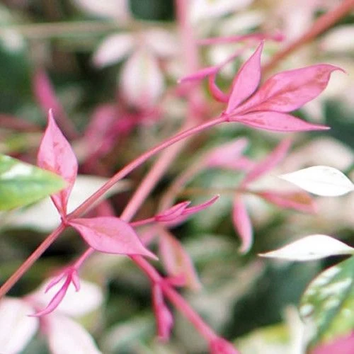 Himmelsbambus (Nandina domestica 'Twilight')