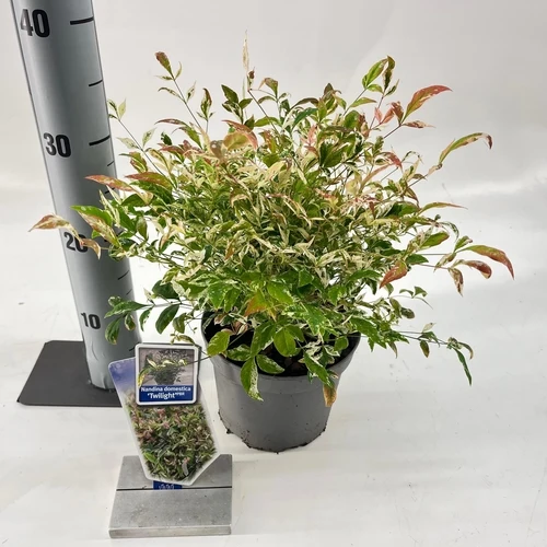 Himmelsbambus (Nandina domestica 'Twilight')