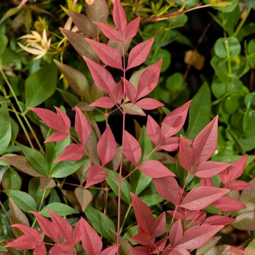 Himmlischer Bambus (Nandina domestica Obsessed)