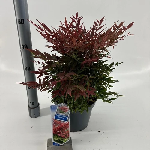 Himmlischer Bambus (Nandina domestica Obsessed)