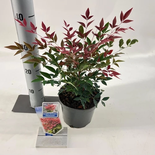 Himmlischer Bambus (Nandina domestica Obsessed)