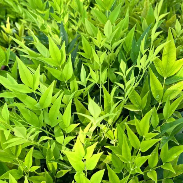 Himmlischer Bambus (Nandina domestica Lemon & Lime)