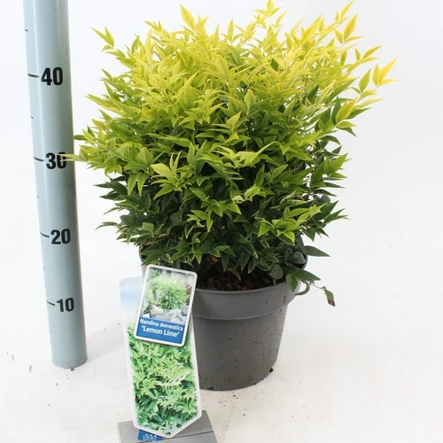 Himmlischer Bambus (Nandina domestica Lemon & Lime)