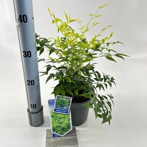 Himmlischer Bambus (Nandina domestica Lemon & Lime)